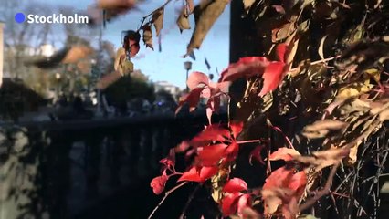 Leaves turn mahogany as Autumn comes to Stockholm