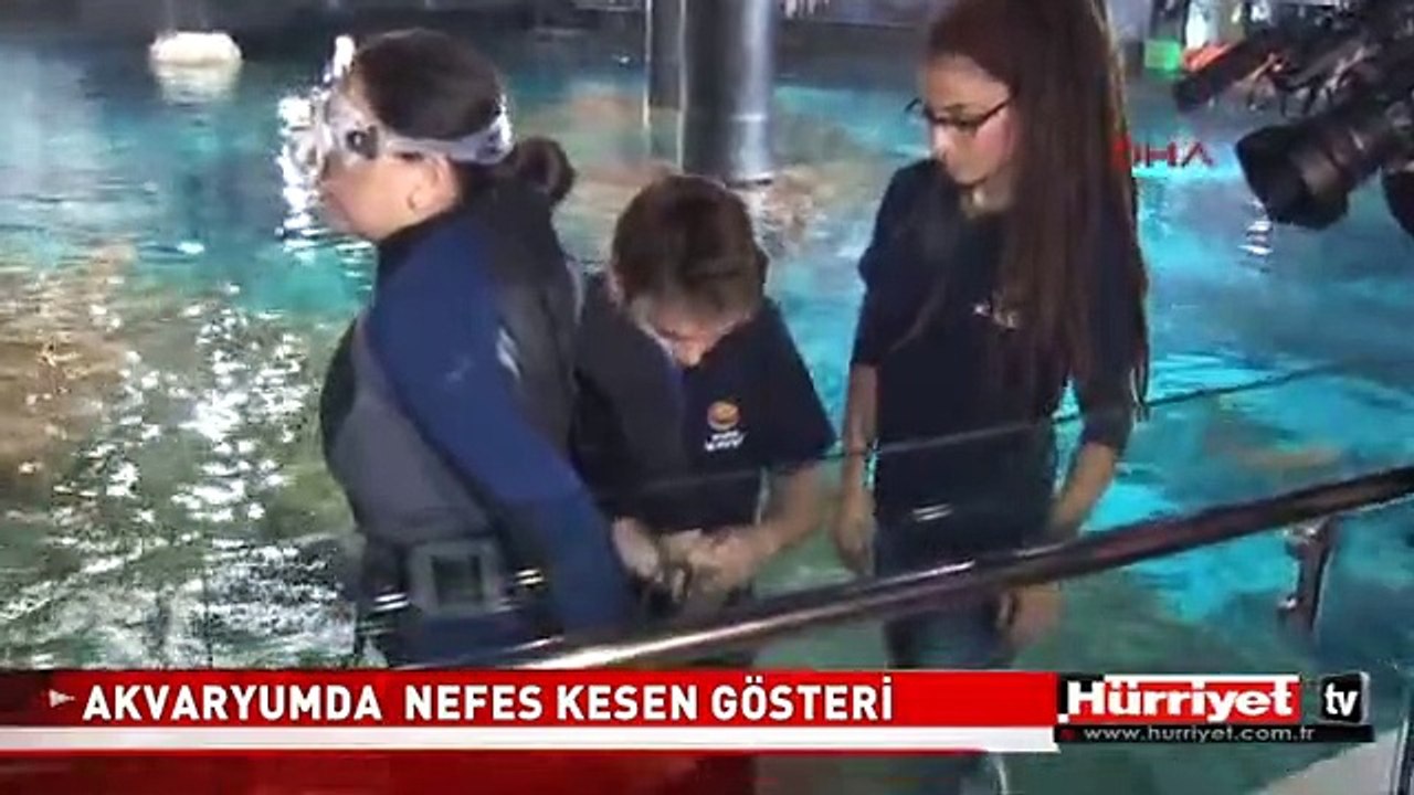 KÖPEK BALIKLARIYLA DOLU AKVARYUMDA NEFES KESEN GÖSTERİ