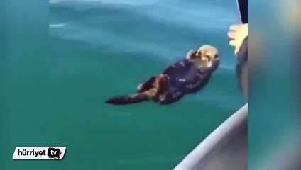 Su samurunun keyfi yarıda kaldı