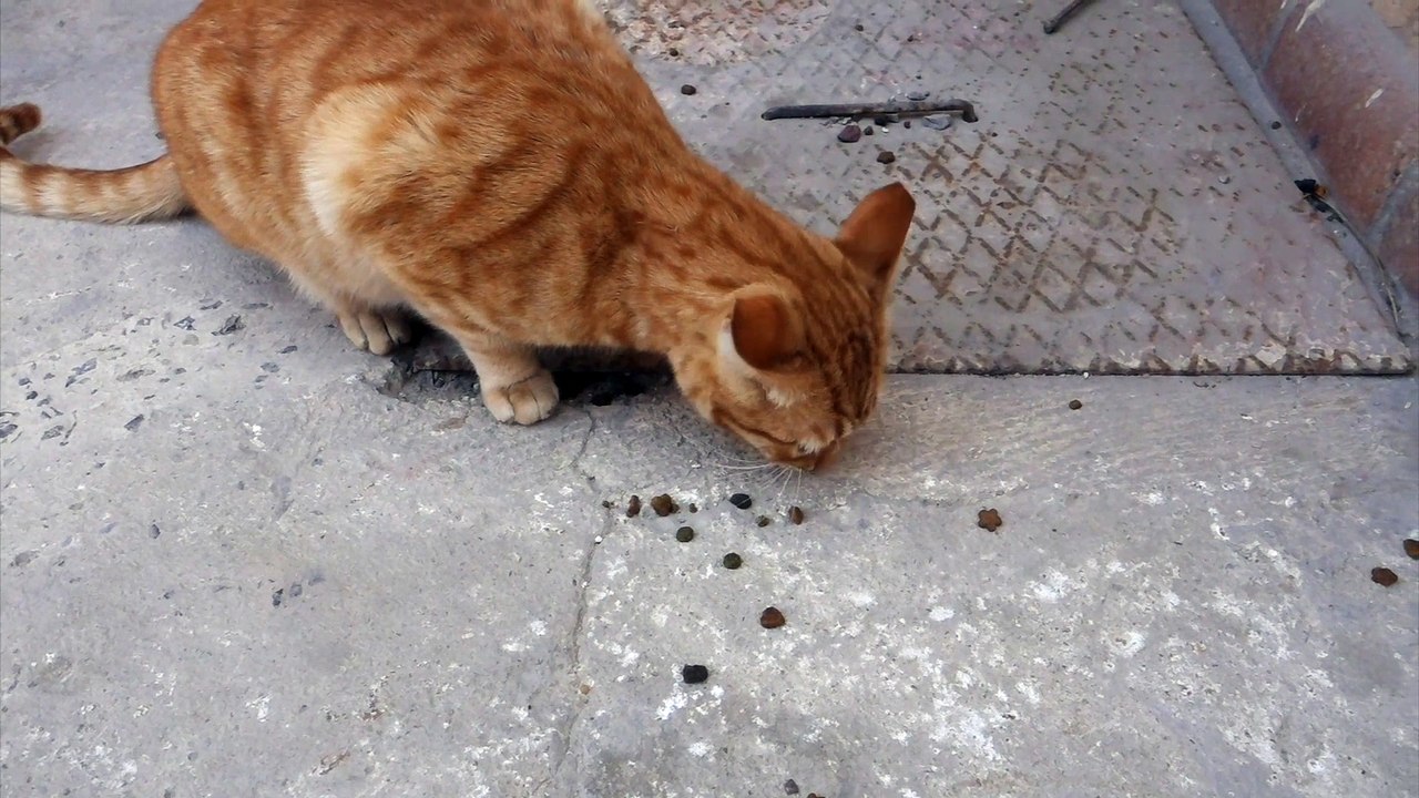 funny animal videos funny animal videos 2022comedy videosfunny animal videos try not to be laugh