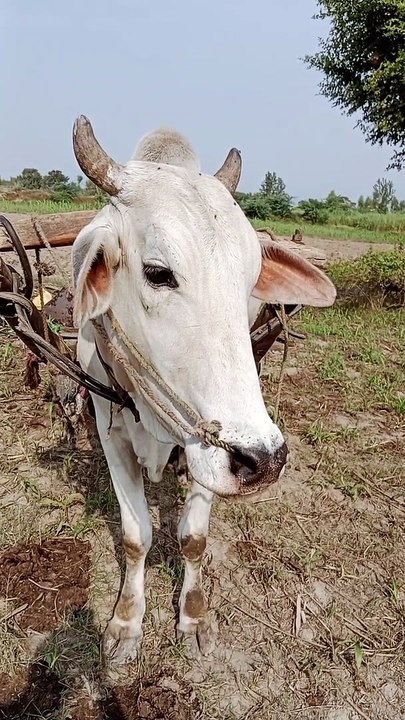 Big cow