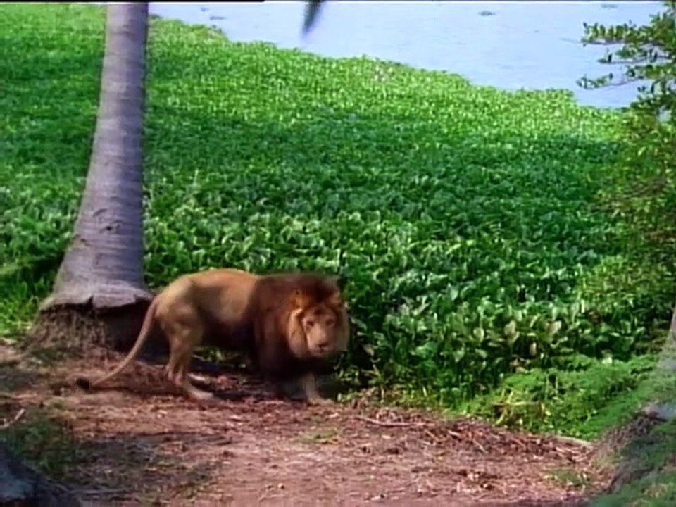 Tarzan (1991) Staffel 3 Folge 13 HD Deutsch