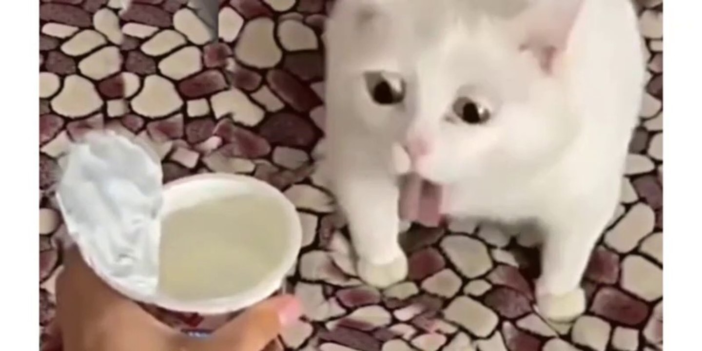 Best Funny Animal Videos 2022 - Funniest Cats And Dogs Video