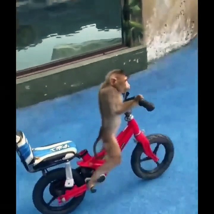 Monkey on bicycle