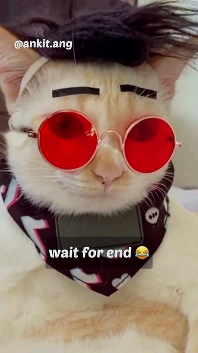 Bagad billa funny cat