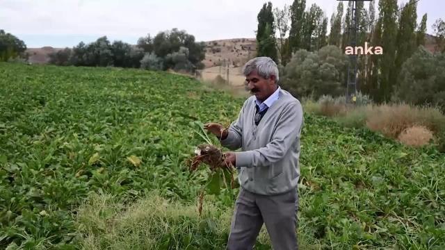 Yozgatlı Çiftçi: Pancar Bu Sene İyi Allah'a Şükür. 15 Dekar Ektik, 90-100 Ton Pancar Bekliyoruz