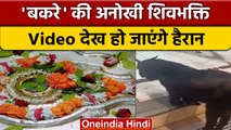 Viral Video: Kanpur के आनंदेश्वर मंदिर में देखिए 'बकरे' की अनोखी शिव भक्ति | वनइंडिया हिंदी | *News