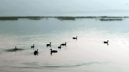 अच्छी बरसात ने बनाए प्रवासी परिंदों के नए ठिकाने