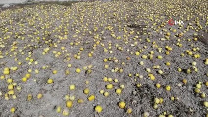 Kabak çekirdeğinde hasat dönemi başladı