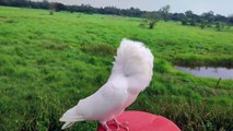 White jekobin pigeon #pigeon #pigeonlove #pigeonloves