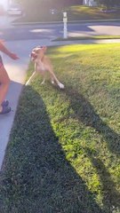 Naughty Dog Steals TP