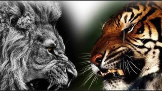 Lion King  Lion Fight Jungle Raja Tiger