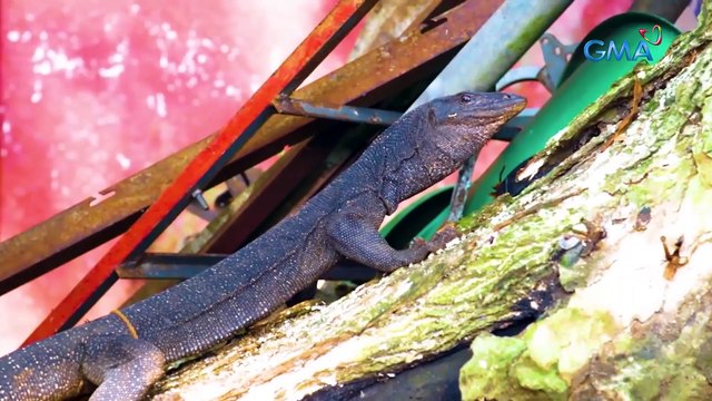 Rescuing a monitor lizard in critical condition | Born to be Wild