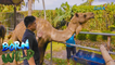 Examining the camels in Negros Oriental | Born to be Wild