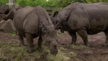 Curiosités animales - Des animaux à armure : Le rhinocéros et le hérisson