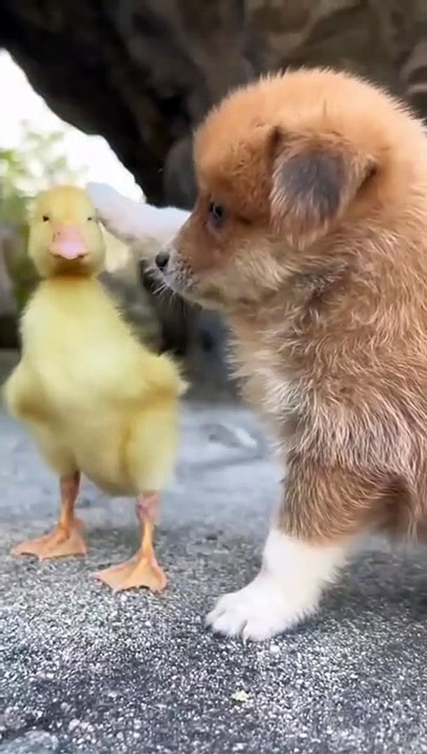 ⁣Dog & Duck Fun. #Dog #Duck