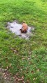 Crazy Canine Cavorts in Mud