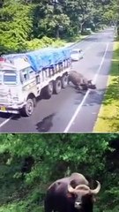 Rhino hit by truk#wildlife #Rhino accident