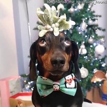Dachshund Balances Mistletoe at Christmas