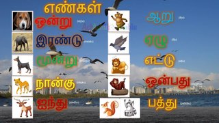 தமிழ் எண்கள் 1 டு 10 பயிற்சி-Learn Numbers Tamil with English