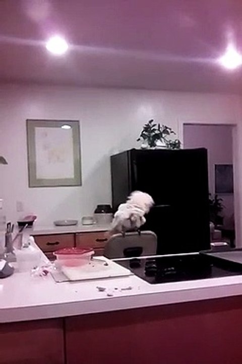 Caesar the Crazy Parrot