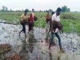 video: तीसरे दिन भी जारी रहा बरसात का दौर,खेतों में कटकर पड़ी फसलें पानी में डूबी