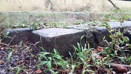 air, pohon dan lingkungan yg basah setelah hujan dibogor kota