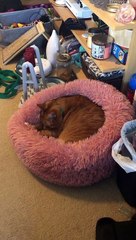 Snicker Doodle the Cat Lectures Own After Sneeze