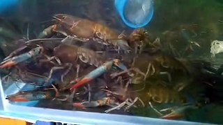 shrimp farming | farming | shrimp farm