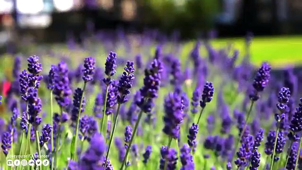 La meilleure musique vous plongera dans les fleurs et les couchers de soleil Une musique apaisante