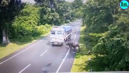 दोस्तों जानवरों के गलियारों से गुजरते समय हम कम से कम सावधानी तो रख ही सकते हैं। indian newsletter