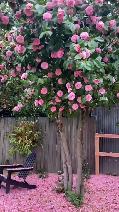 Dog playing with flowers