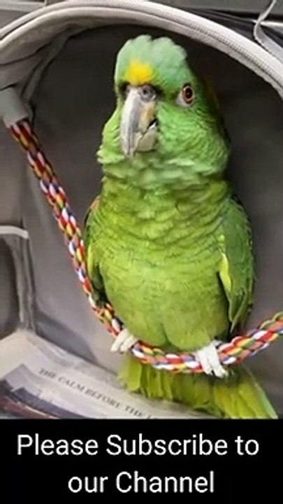 Bad Boy Bird ( 4 )