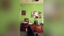 Cat fanny jumping video