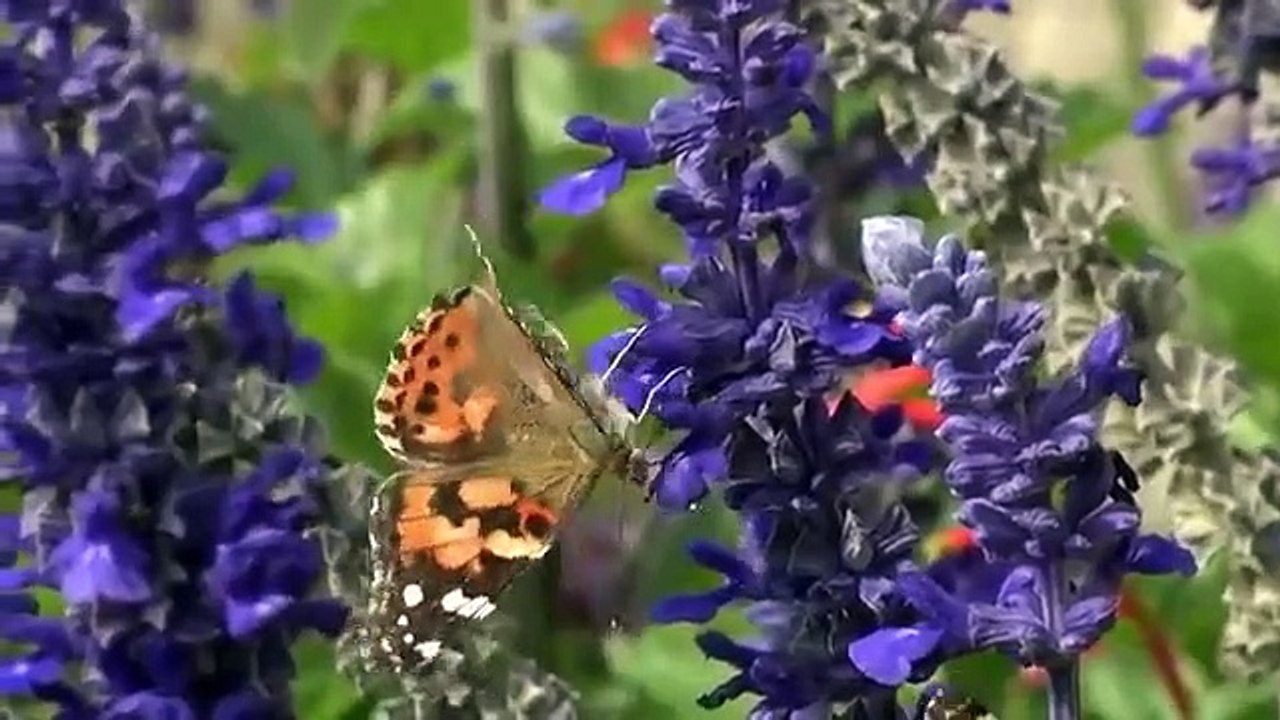 Nature's Strangest Mysteries - Solved - Se1 - Ep06 HD Watch HD Deutsch