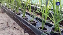 أول تجربة لزراعة محصول الأرز بنظام 