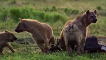 Curiosités animales - Une question de genre : L'hippocampe et la hyène