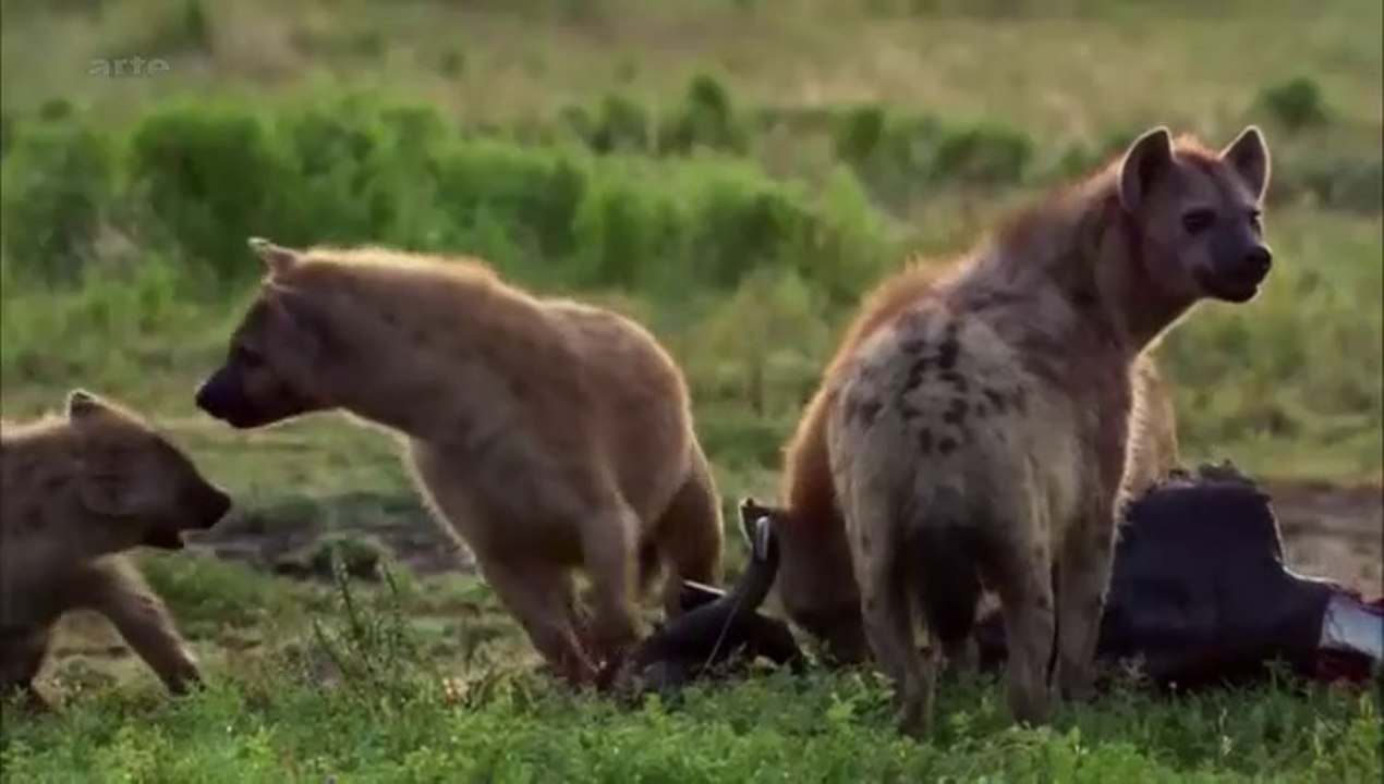 Curiosités animales - Une question de genre : L'hippocampe et la hyène