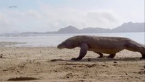 Curiosités animales - Une vie sans sexe : Le dragon de Komodo et le puceron