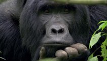 Curiosités animales - La mauvaise réputation : Le gorille et la chauve - souris