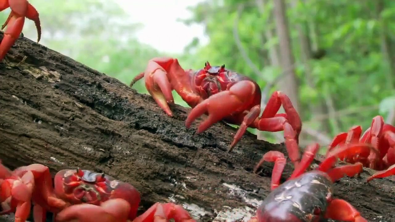 Wild Monsoon - Se1 - Ep01 - Waiting for the Rains HD Watch HD Deutsch