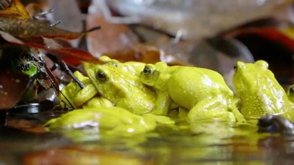 Wild Monsoon - Se1 - Ep02 - After the Fall HD Watch HD Deutsch