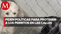 600 perros en riesgo de ser sacrificados por el cierre de basurero en Oaxaca