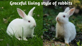 Graceful living style of rabbits | Rabbits | funny content