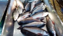 Video of Fish | Fish Market | Fish Video | Big Fish | River Fish | Amazing Video of Fish | Fish Fish