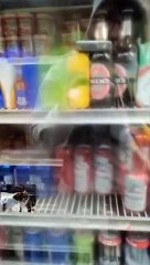 Funny Cats 2022 | 3 Minutes Laughter