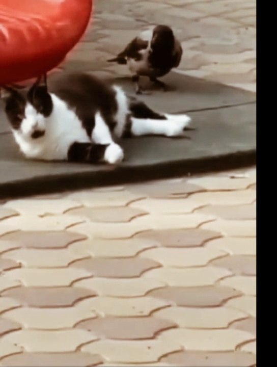Funny animals videos 2022 - Funniest cat and dogs videos #3