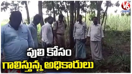 Forest Officers Searching Operation For Tiger In Kamareddy _ V6 News