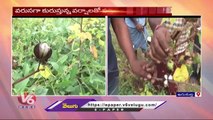 Farmers Facing Problems With Crops Damaged Due To Heavy Rains In Karimnagar _ V6 News
