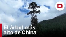 El árbol más alto de China que (tal vez) no conocías
